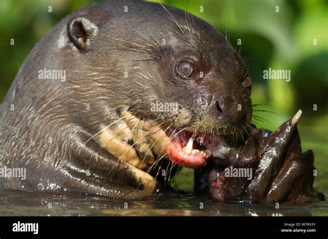 Giant River Otter Pteronura Brasiliensis Feeding On Fish Cuiaba