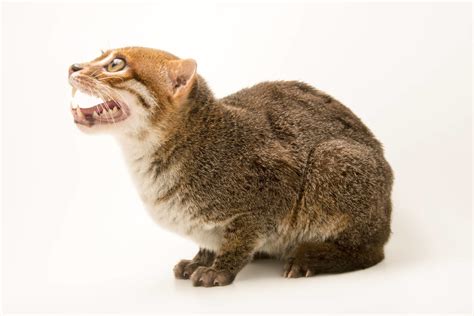 It is the easiest and least expensive technique a pet not every cat should get its teeth brushed. ANI100-00007 - Joel Sartore