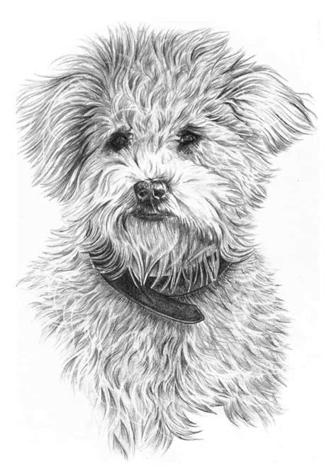 Pencil Drawing Of Brothers Dog Pencil Sketch Portraits