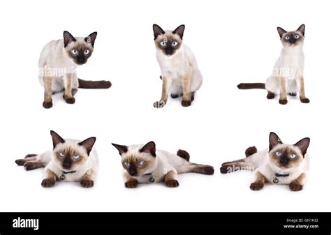 Set Of Thai Cat Is A Traditional Or Old Style Siamese Cat Stock Photo