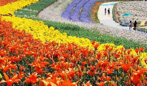 Taman bunga selecta adalah taman bunga terindah di indonesia dimana taman bunga ini dibangun pertama kali oleh belanda pada tahun 1928. 19+ Pemandangan Bunga Lavender - Gambar Pemandangan Keren