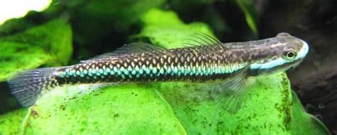 Stiphodon Semoni Cobalt Blue Goby — Seriously Fish