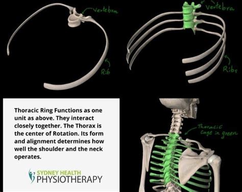 Good Posture Starts From Your Rib Cage — Sydney Health Physiotherapy