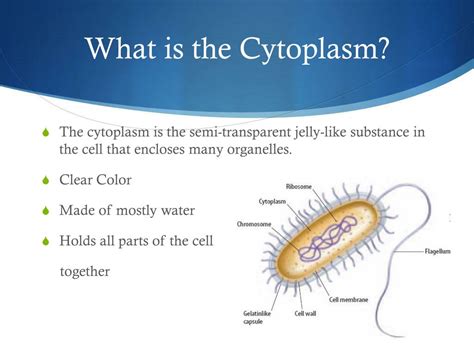 Ppt Cytoplasm Powerpoint Presentation Free Download Id2615579