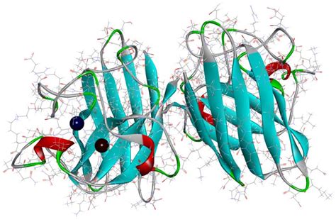 Human Superoxide Dismutase Structure Sod1 With Copper Brown And Zinc