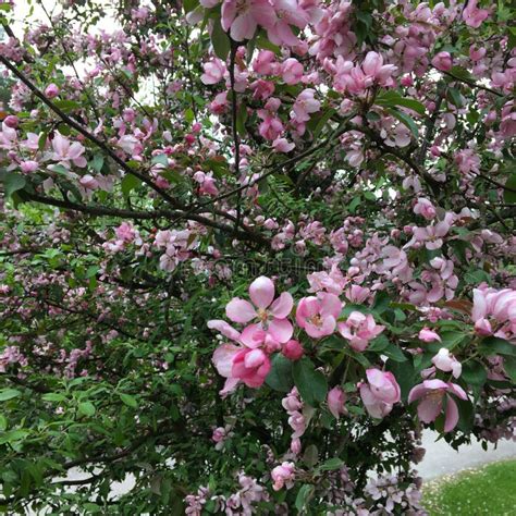 Flowering Crab Apple Tree With Light Pink Flowers In Spring Stock