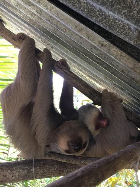 We Hope Everyone Has Had A Relaxing Sloth Sunday After Some Months Of