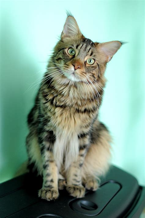 Craigslist provides local classifieds and forums for jobs, housing, for sale, services, local community, and events. Pet Sitting Tips: How To Find A Pet Sitter