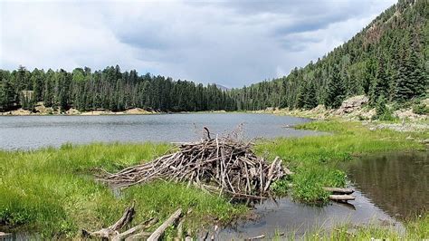 Why And How Do Beavers Build The Most Amazing Dams