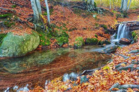 Autumn Stream In The Forest Gold Autumn European Landscape Stock Image