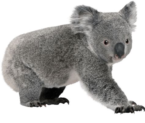 Koala Hd Png Free Download Png Mart