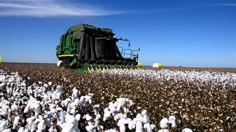 Cotton Explained