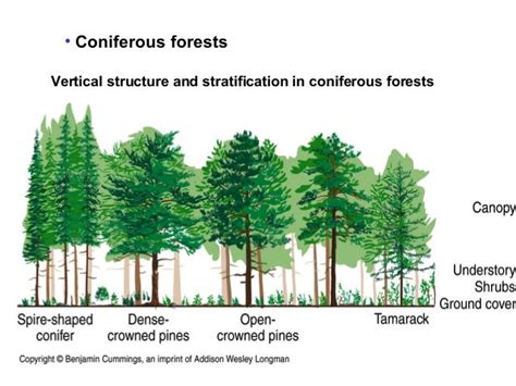 12 Forests