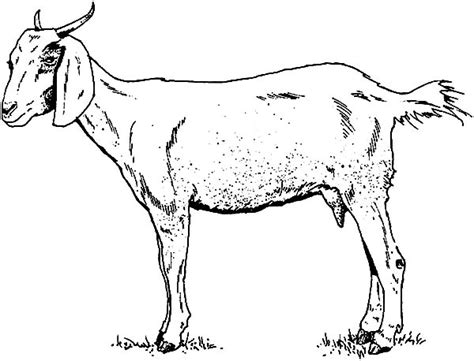 Free printable crayon coloring pages. Thin Mountain Goat Coloring Pages : Color Luna di 2020 ...