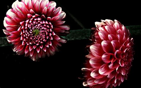 41 Beautiful Cool Pink Dahlia Flower High Definition Dahlias Hd
