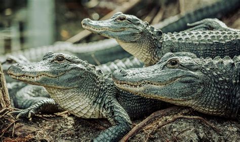 Crocodilian Species List Alligators Crocodiles And More Pets With