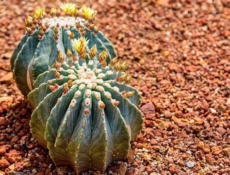 Blue Barrel Cactus Guide How To Care For Ferocactus Glaucescens