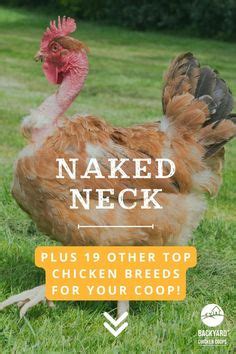 Naked Neck Chickens Ideas Chickens Chicken Breeds Chickens Backyard