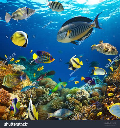 Photo Tropical Fish On Coral Reef Stock Photo 93946153 Shutterstock
