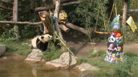 Video Un Panda Fête Ses Deux Ans Au Zoo De Vienne