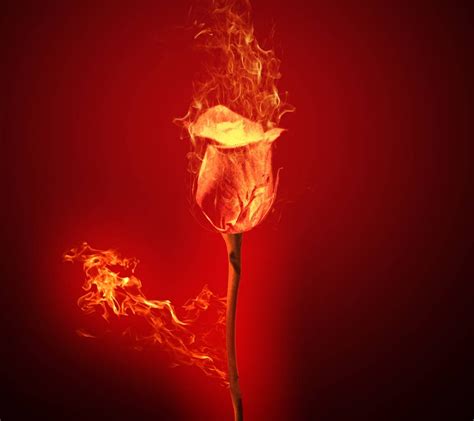 Rose On Fire Wallpapers Wallpaper Cave