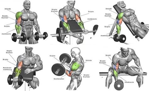 Biceps Workout That Will Have You Bursting Through Your Sleeves