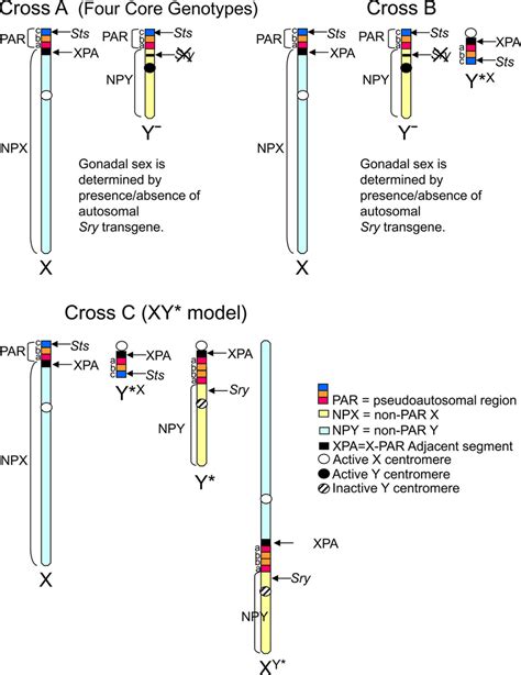 Schematic Diagrams Of The Component Regions Of The Sex Chromosomes Of Download Scientific