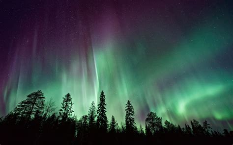 Wallpaper Northern Lights Forest Aurora Borealis 4k 8k