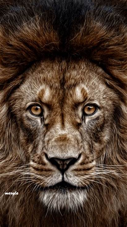 Lion Animation Leon Animales Gifs Sy Scraps