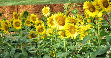 How Tall Can Sunflowers Grow