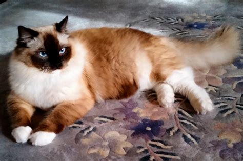 Melbourne Ragdoll Of The Week A Seal Mitted Ragdoll Cat