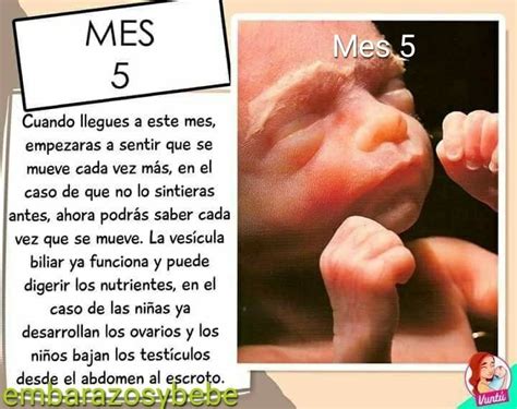 5 Meses De Gestacion Pregnant Center Informations