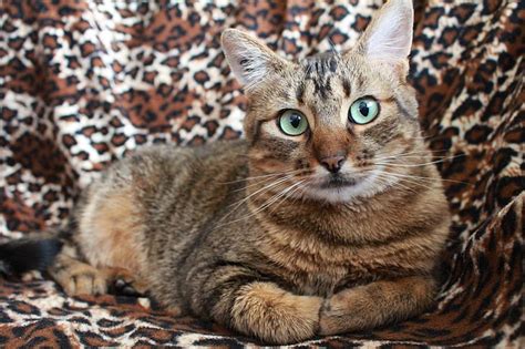 Royalty Free Photo Orange And Grey Tabby Cat Pickpik