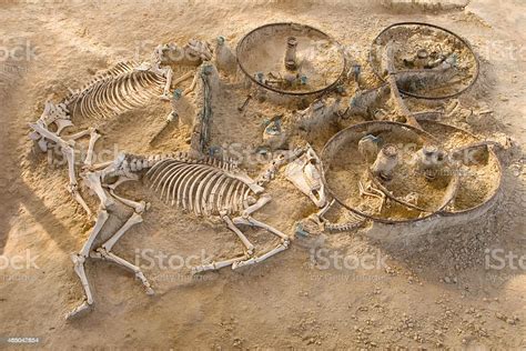 Horse Skeletons And Iron Chariot Wheels Stock Photo Download Image