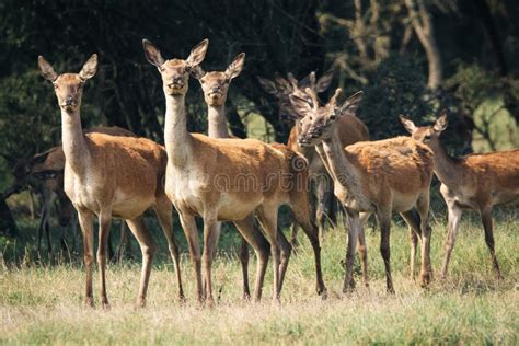 Red Deer In Mating Season Stock Photo Image Of European 78253640