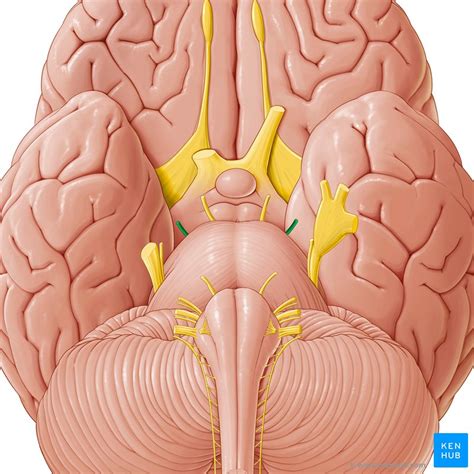Cranial Nerves Anatomy Names Functions And Mnemonics Kenhub Porn Sex Sexiz Pix