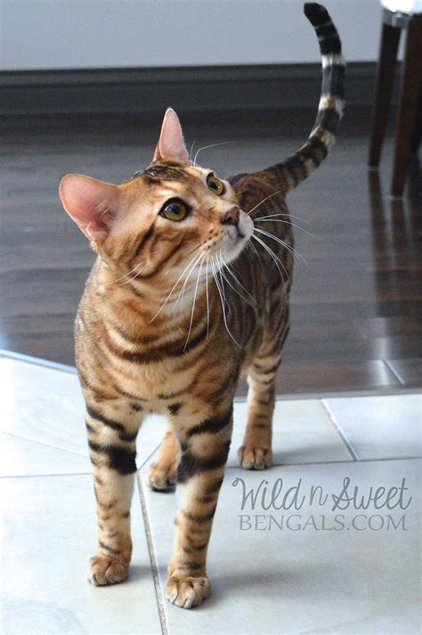 The world's largest accredited big cat rescue facility is right here in tampa, florida at big cat rescue. Bengal Cat Breeders Near Me - Pets Ideas