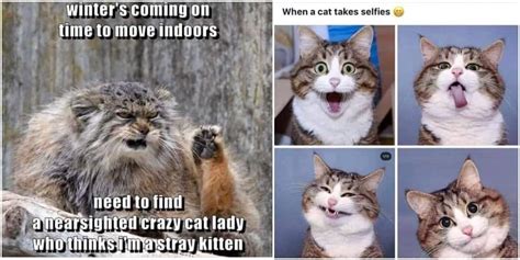 Hilarious Cat Memes Milk Loft
