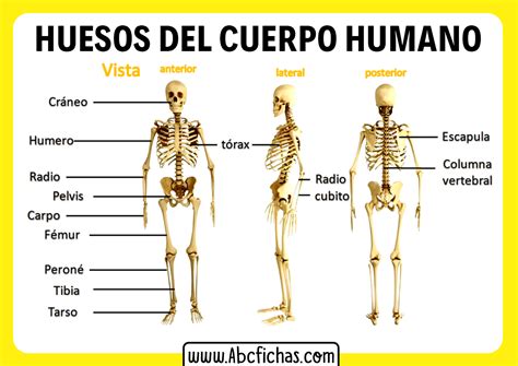 Nombres De Todos Los Huesos Del Cuerpo Humano Images And Photos Finder