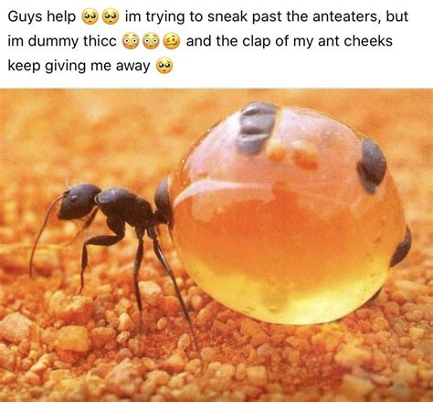 T H I C C 😩 Ants
