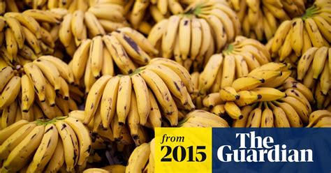 Banana Variety Risks Wipeout From Deadly Fungus Wilt