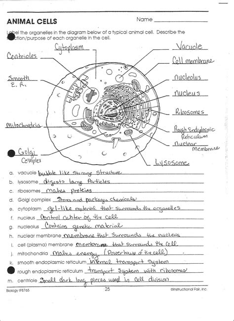 Animal Cell Coloring Key Animal Cell Coloring Page