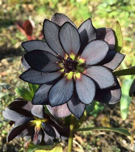 Black Lotus Flowers Garden Nature