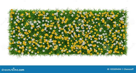 Close Up Of Grass Carpet With Flowers Stock Photo Image Of Garden