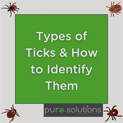 Types Of Ticks Eco Friendly House Identify Pure Products