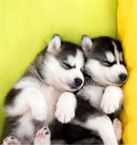 See more ideas about siberian husky, husky puppy, puppies. Really Cute Baby Husky Puppies | Joss Wallpapers