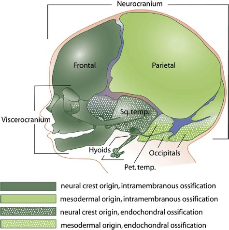 Formation Of The Craniofacial Skeletal Structures In The Developing