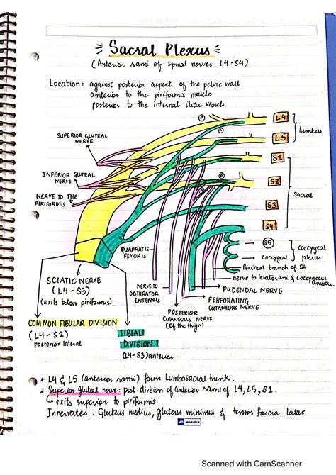 Solution Sacral Plexus Studypool