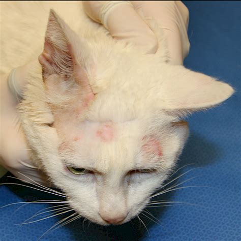 Images Of Ringworm On A Cat Ringworm Or Dermatophytosis Is An