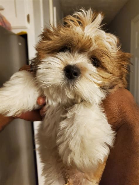 Very nice pictures of shih tzu puppies. Shih Tzu Puppies For Sale | Dacula, GA #327417 | Petzlover
